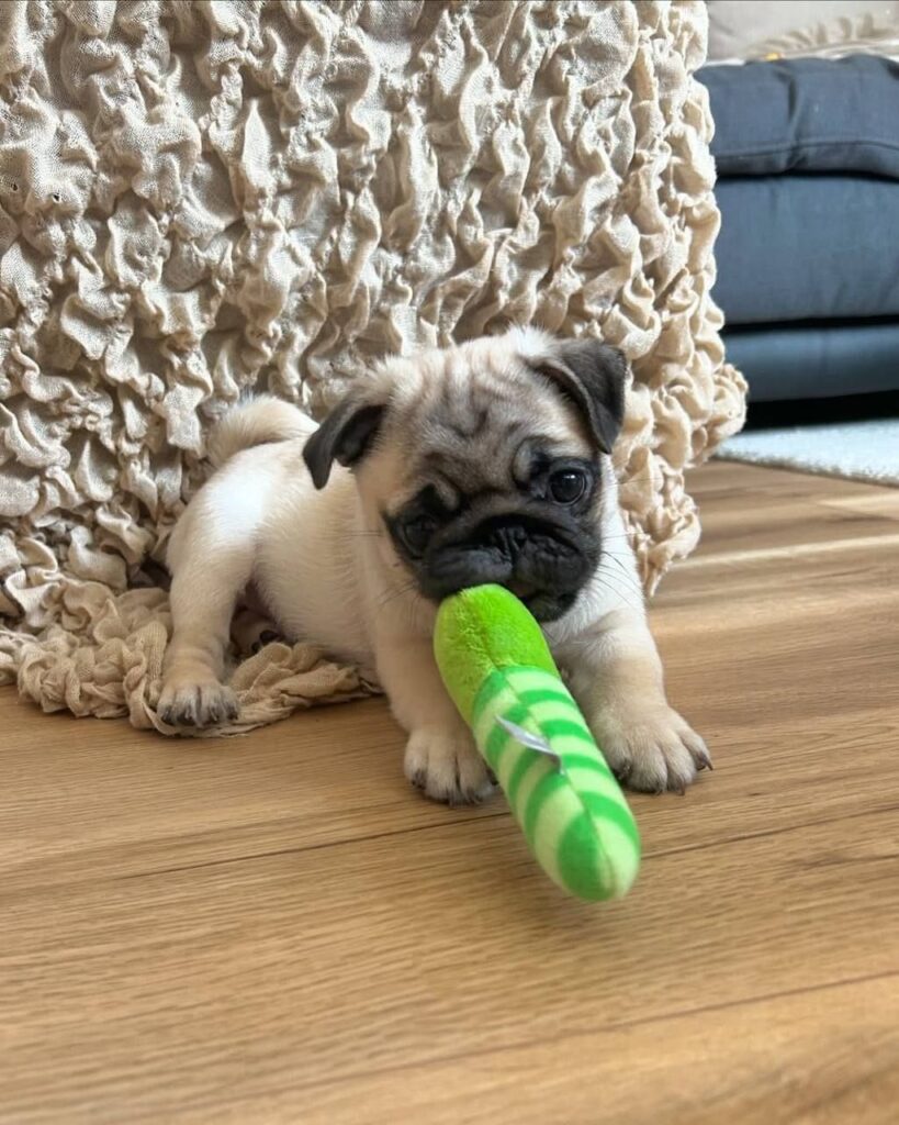 Biscuit, a fawn Pug puppy available for adoption