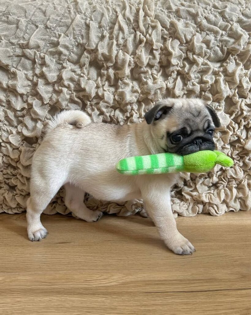 Biscuit, a fawn Pug puppy available for adoption
