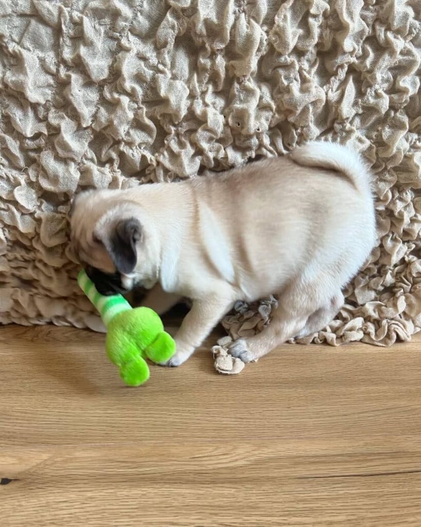 Biscuit, a fawn Pug puppy available for adoption