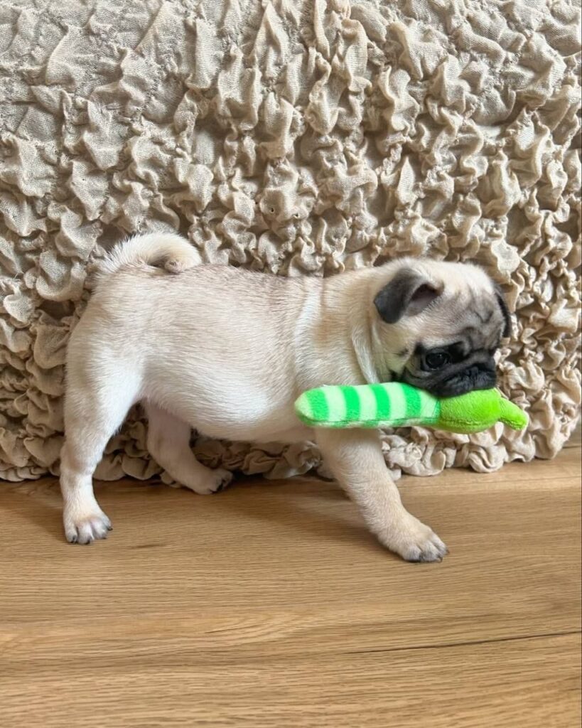 Biscuit, a fawn Pug puppy available for adoption