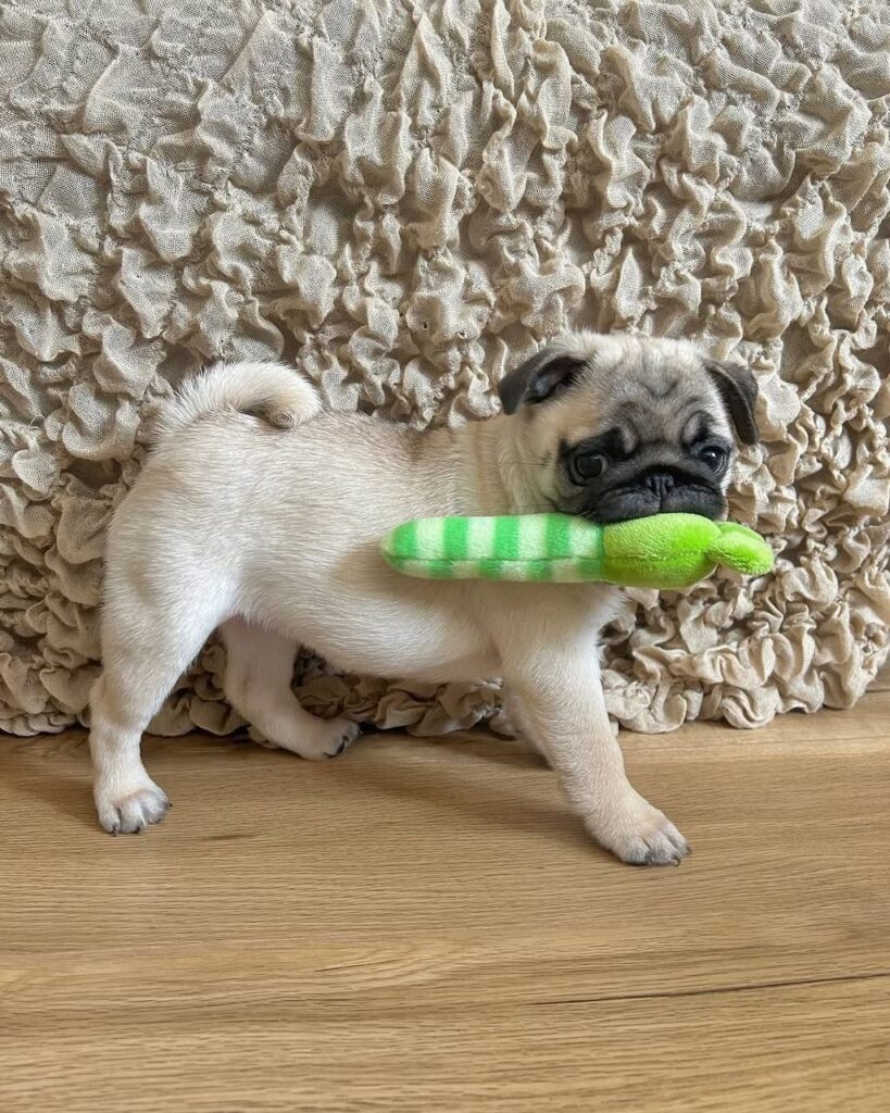 Biscuit, a fawn Pug puppy available for adoption