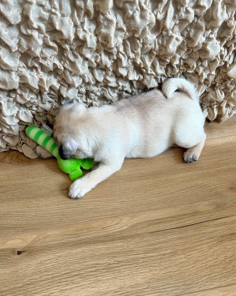 Biscuit, a fawn Pug puppy available for adoption