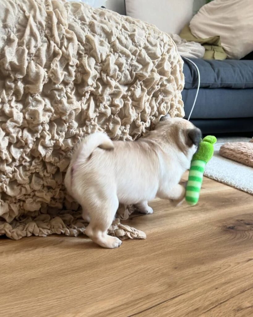 Biscuit, a fawn Pug puppy available for adoption