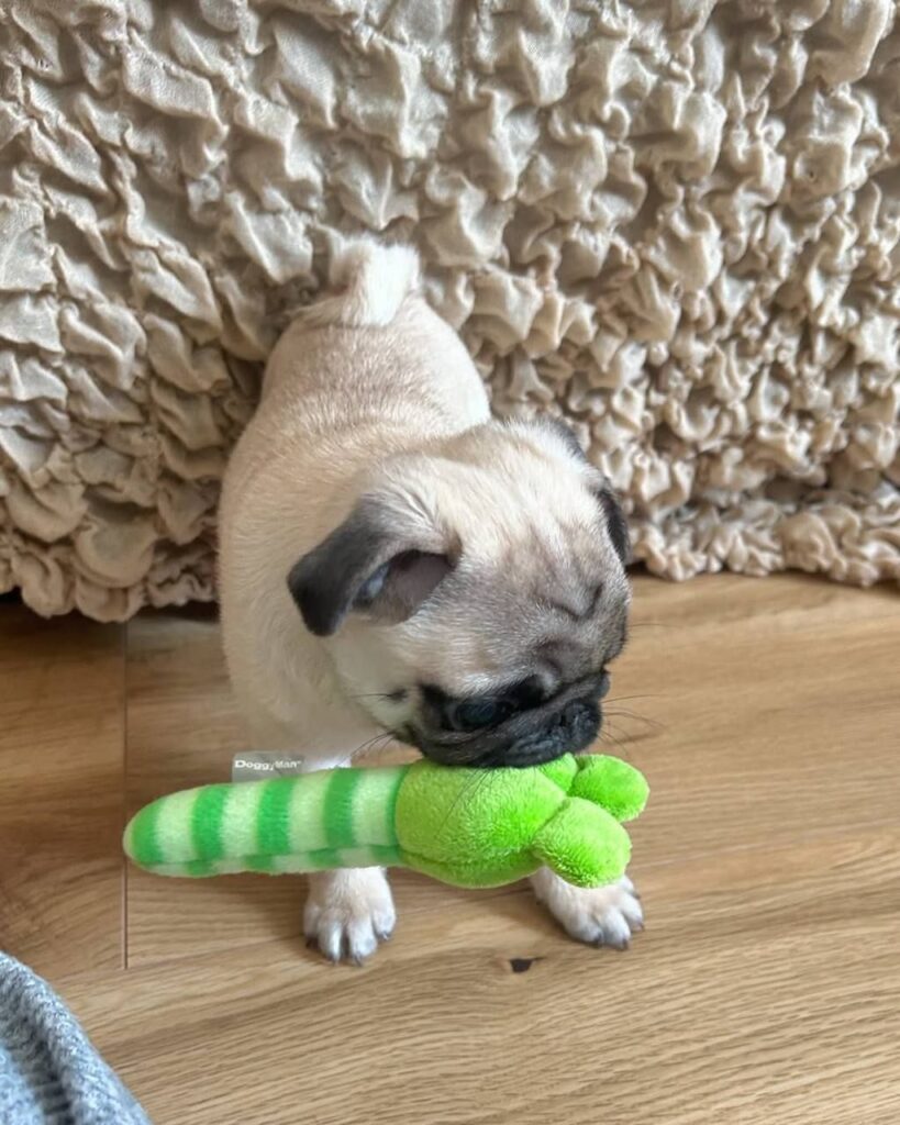 Biscuit, a fawn Pug puppy available for adoption