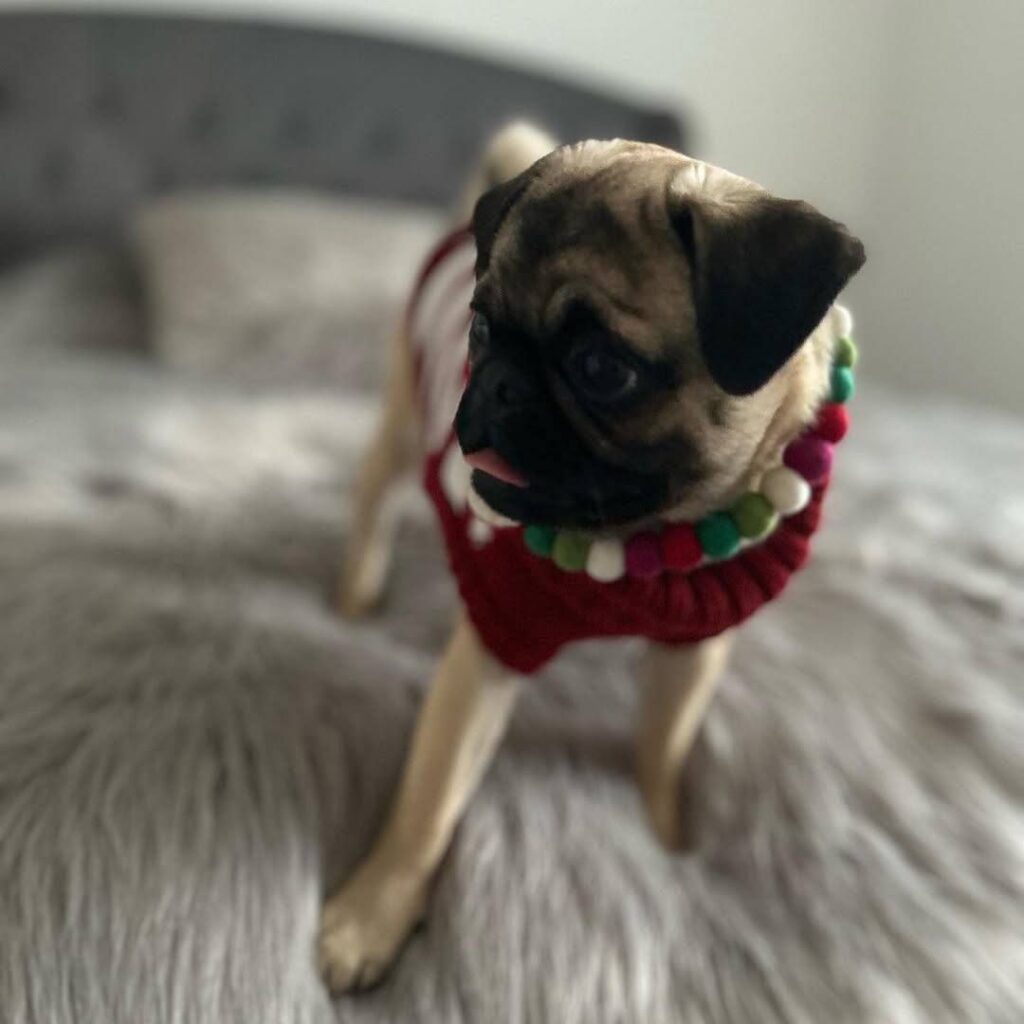 Clementine, a fawn Pug puppy available for adoption