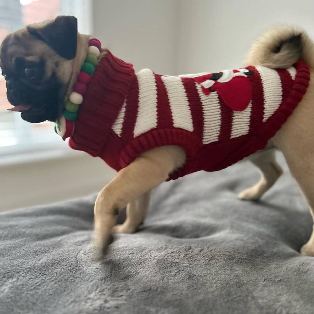Clementine, a fawn Pug puppy available for adoption