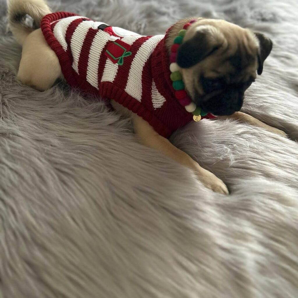 Clementine, a fawn Pug puppy available for adoption