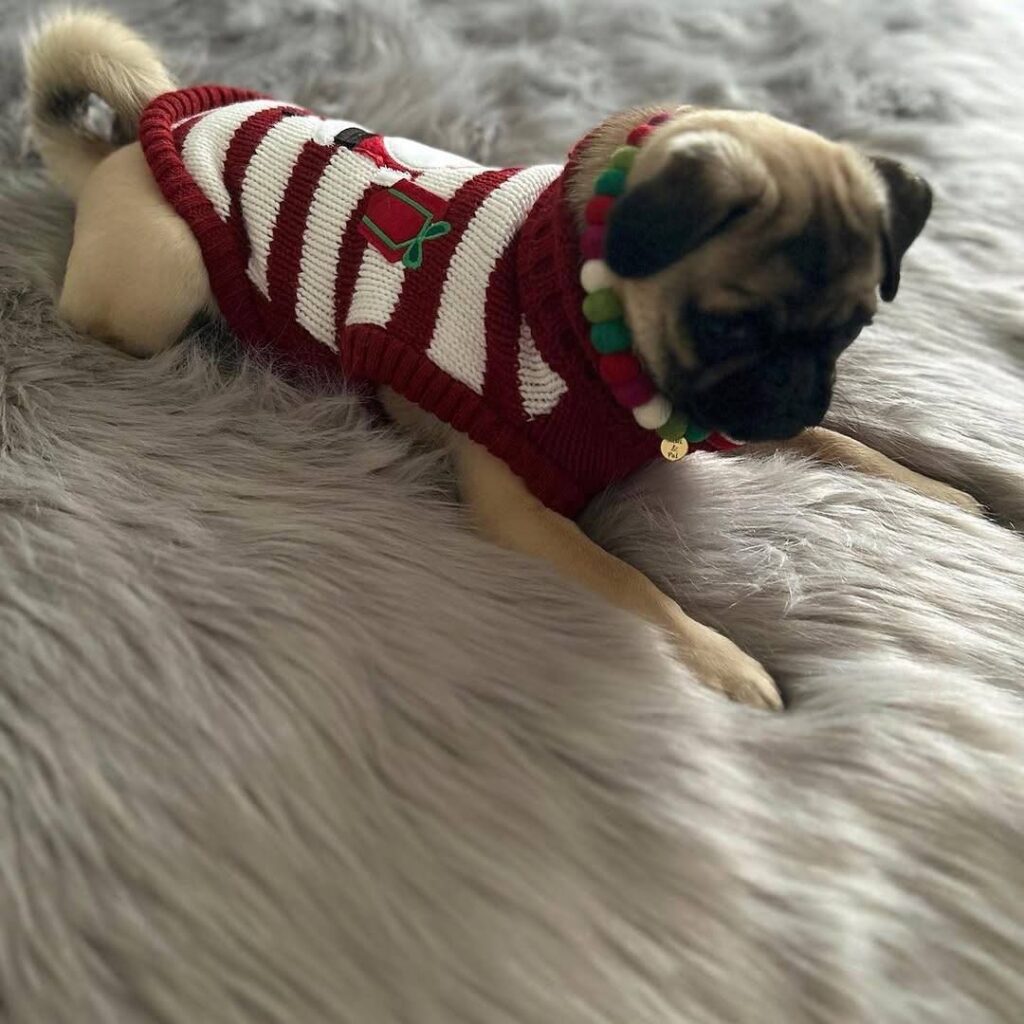 Clementine, a fawn Pug puppy available for adoption