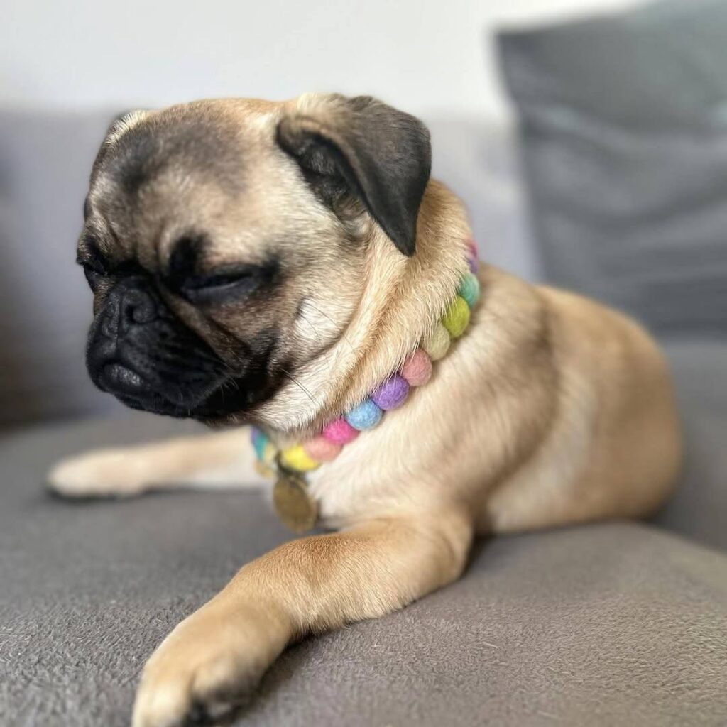Clementine, a fawn Pug puppy available for adoption
