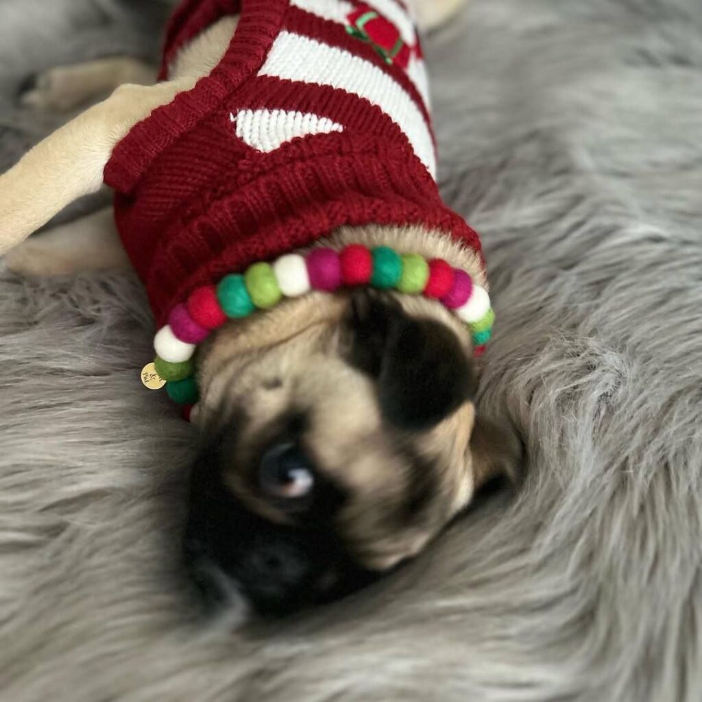Clementine, a fawn Pug puppy available for adoption