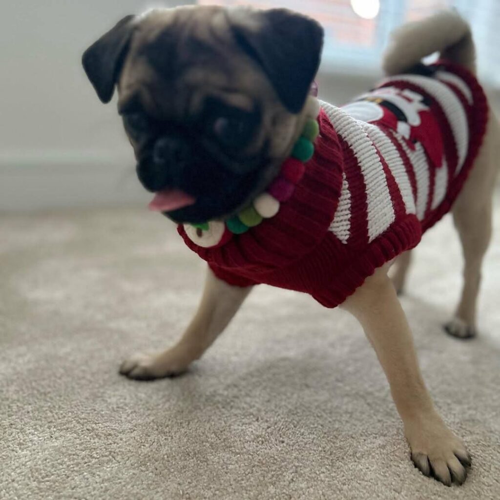 Clementine, a fawn Pug puppy available for adoption