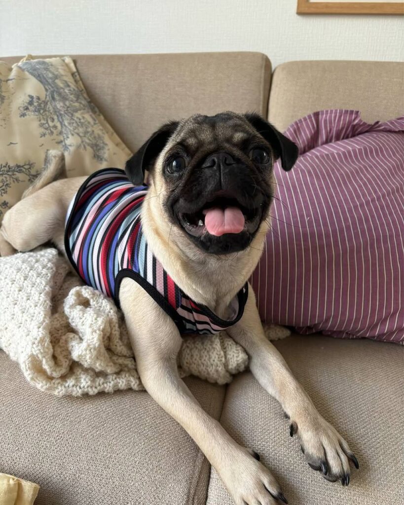 Clover, one of our adult Pugs at Pug Forever Home