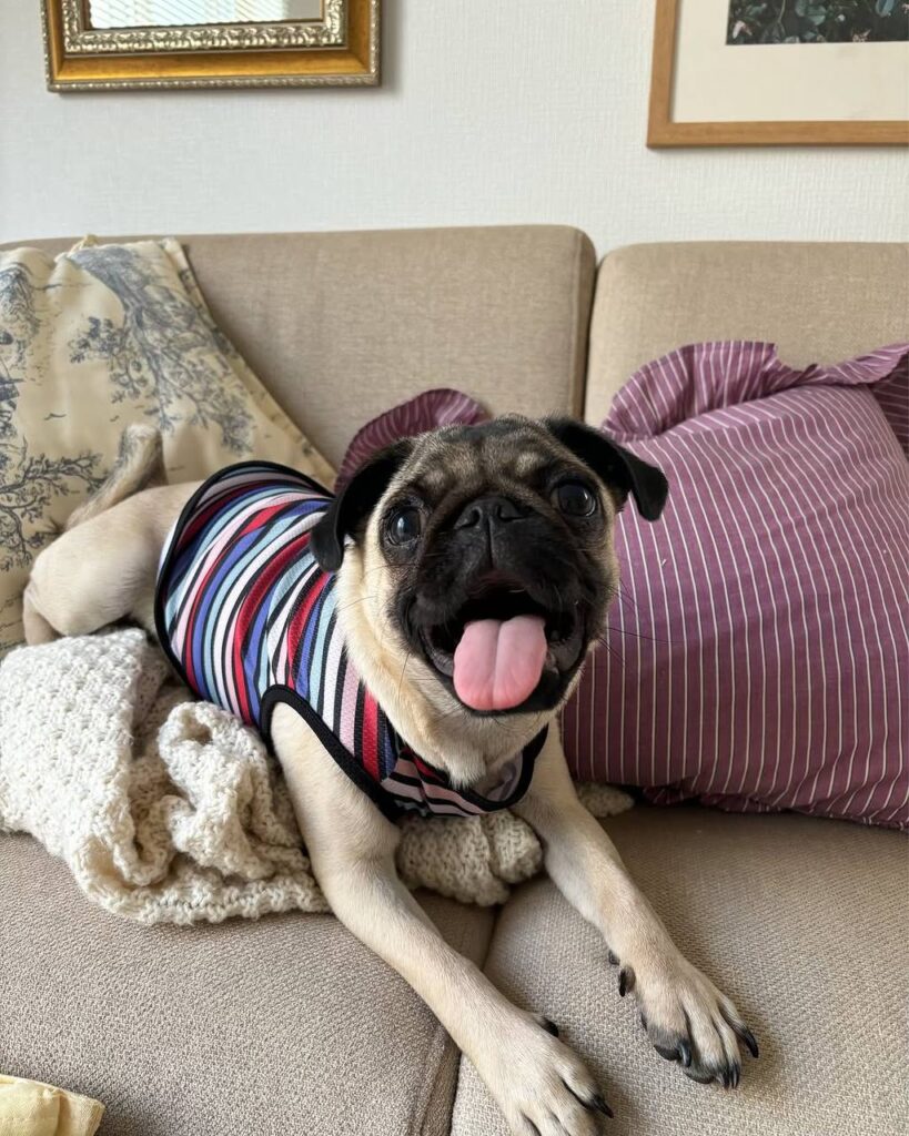 Clover, one of our adult Pugs at Pug Forever Home