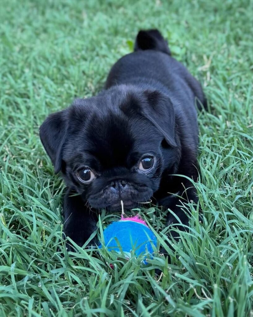 Coco, a black Pug puppy available for adoption