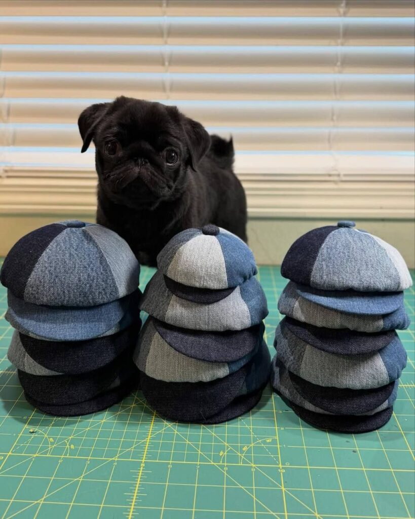 Coco, a black Pug puppy available for adoption