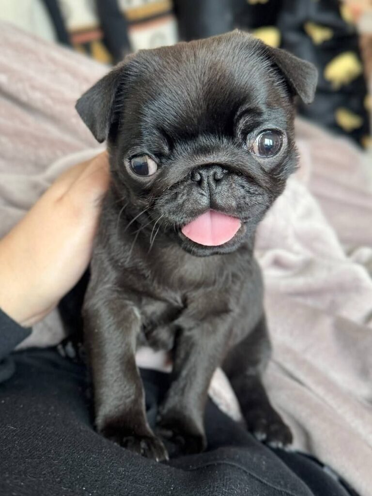 Coco, a black Pug puppy available for adoption