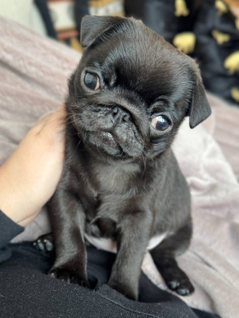 Coco, a black Pug puppy available for adoption