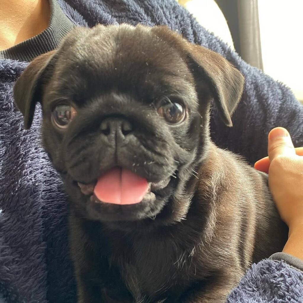 Coco, a black Pug puppy available for adoption