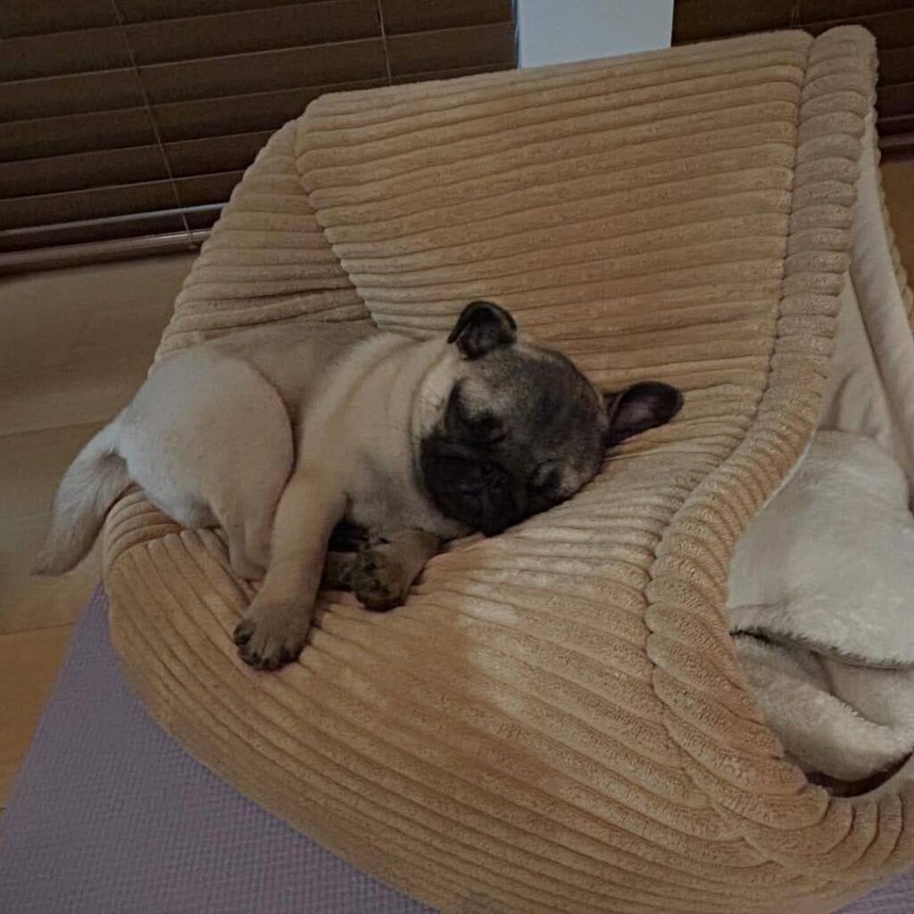 Hazel, one of our adult Pugs at Pug Forever Home
