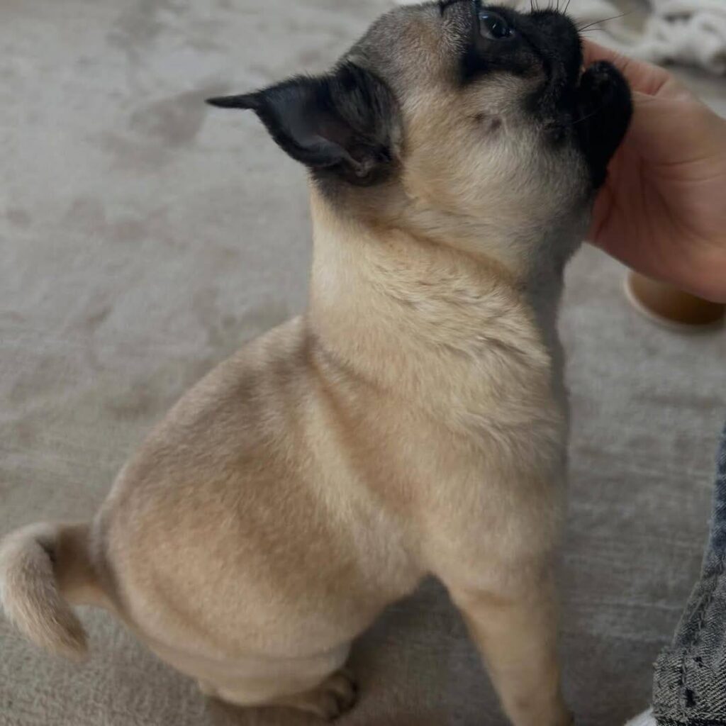 Hazel, one of our adult Pugs at Pug Forever Home