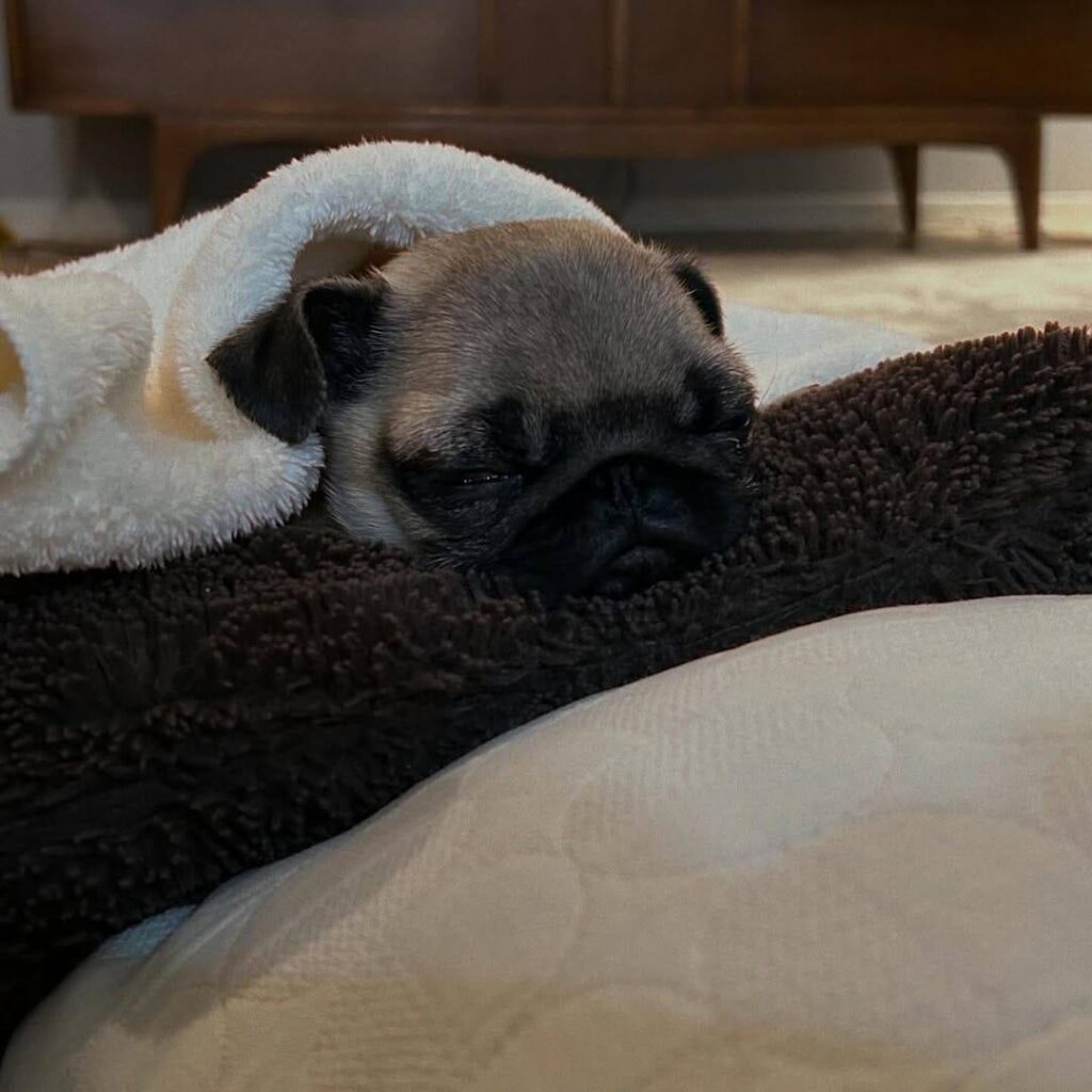 Hazel, one of our adult Pugs at Pug Forever Home