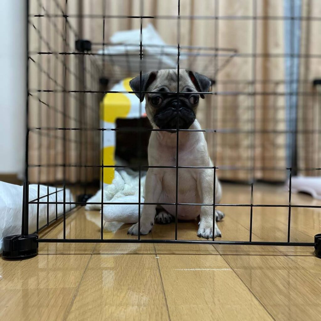 Marmalade, a fawn Pug puppy available for adoption