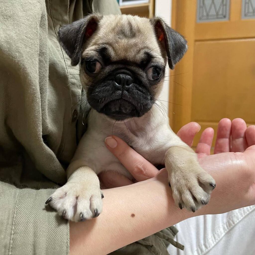 Marmalade, a fawn Pug puppy available for adoption