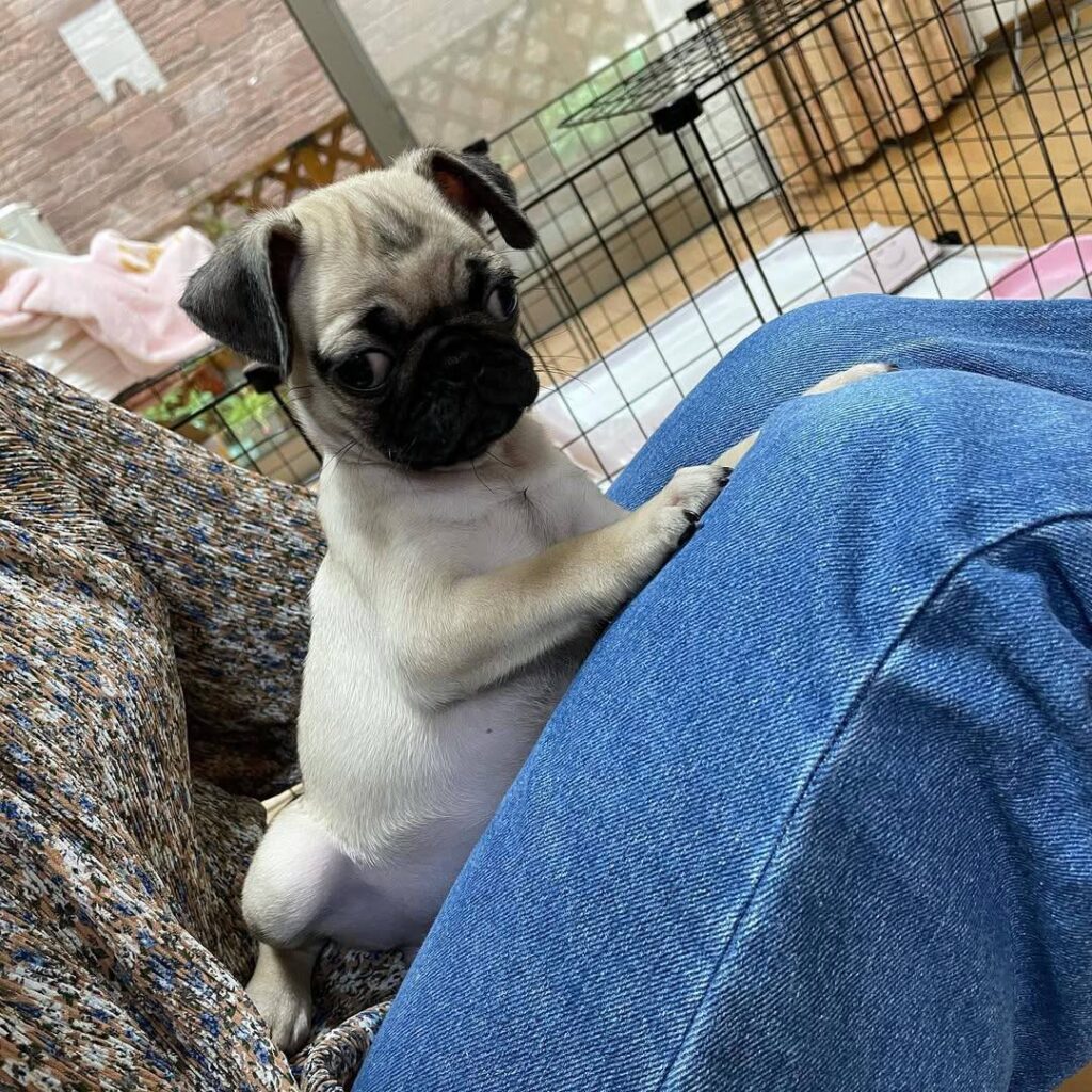 Marmalade, a fawn Pug puppy available for adoption