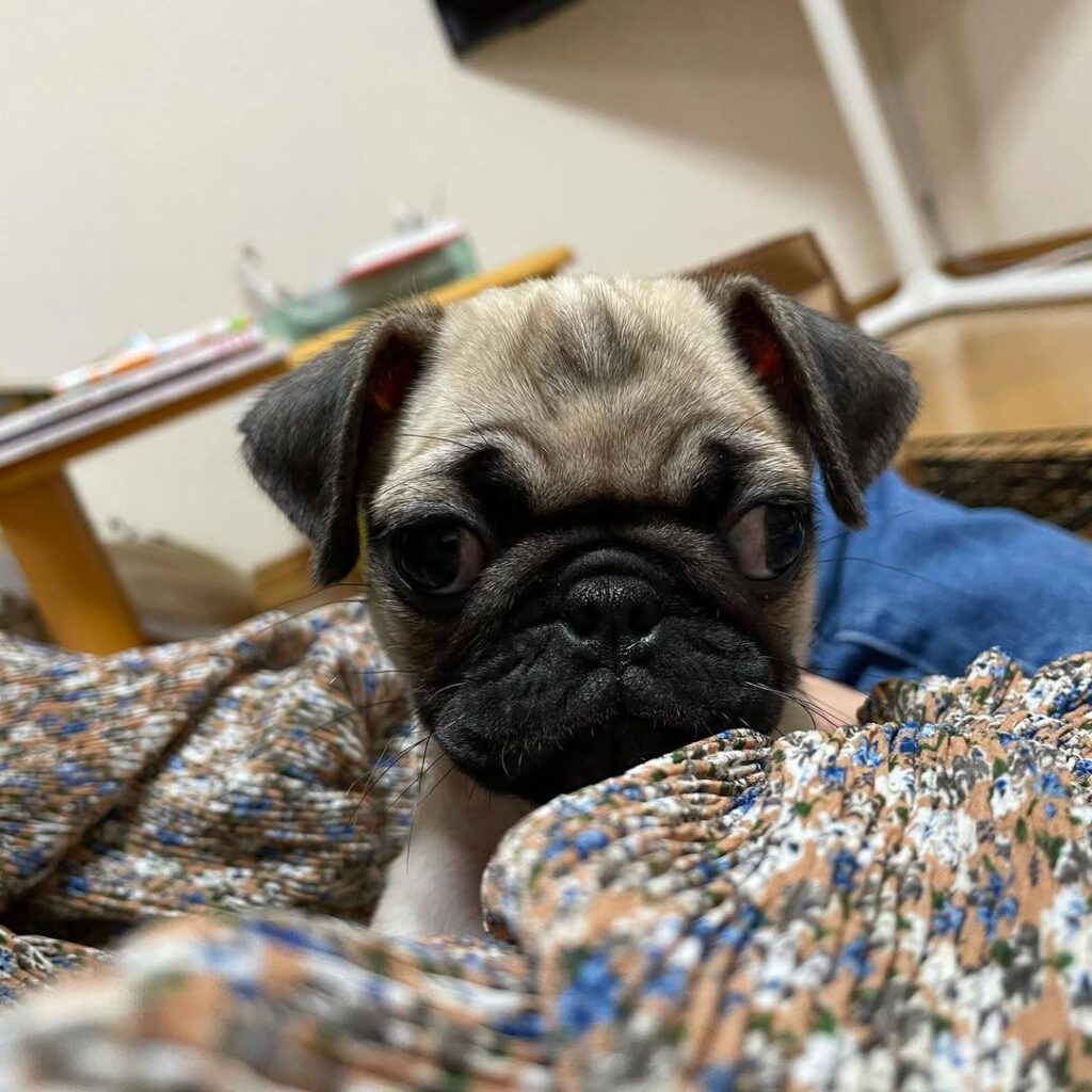 Marmalade, a fawn Pug puppy available for adoption