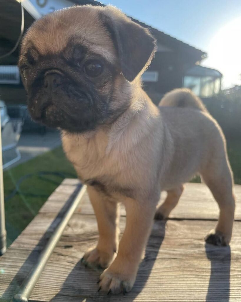 Mochi, a fawn Pug puppy available for adoption