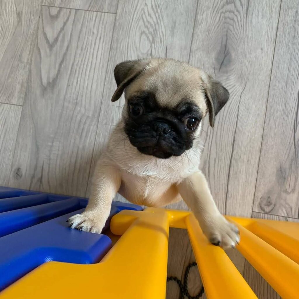 Mochi, a fawn Pug puppy available for adoption