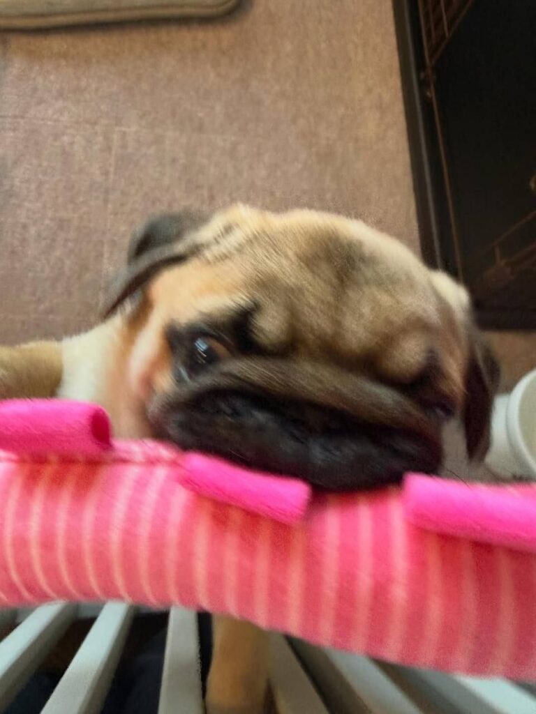 Mochi, a fawn Pug puppy available for adoption