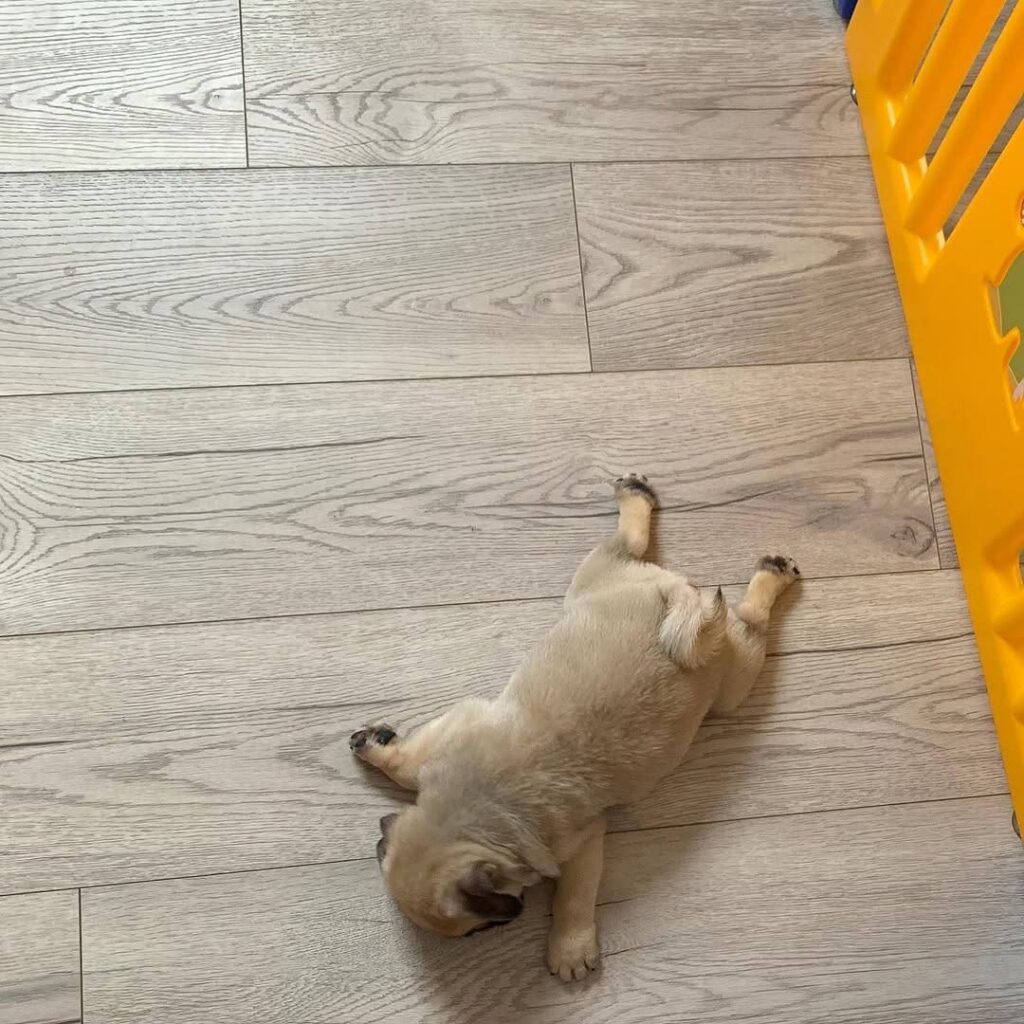 Mochi, a fawn Pug puppy available for adoption