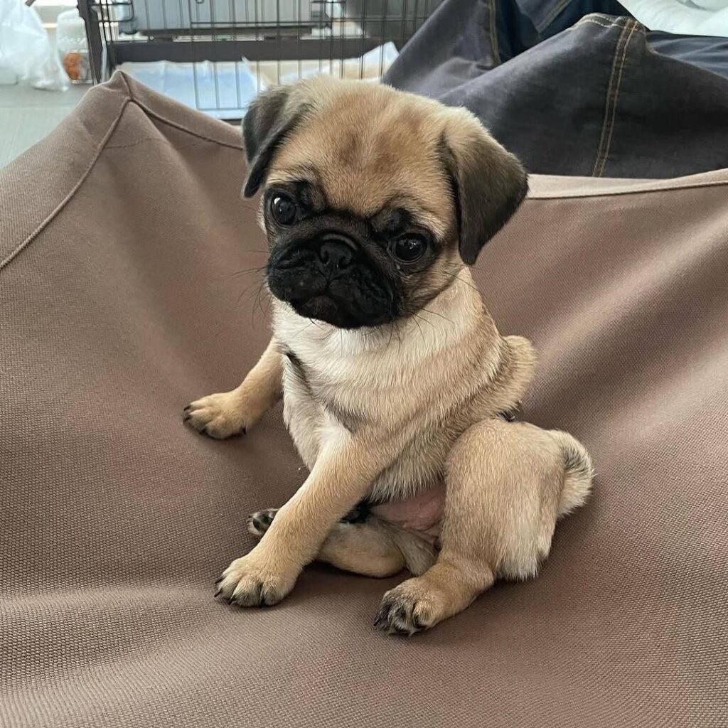 Mochi, a fawn Pug puppy available for adoption