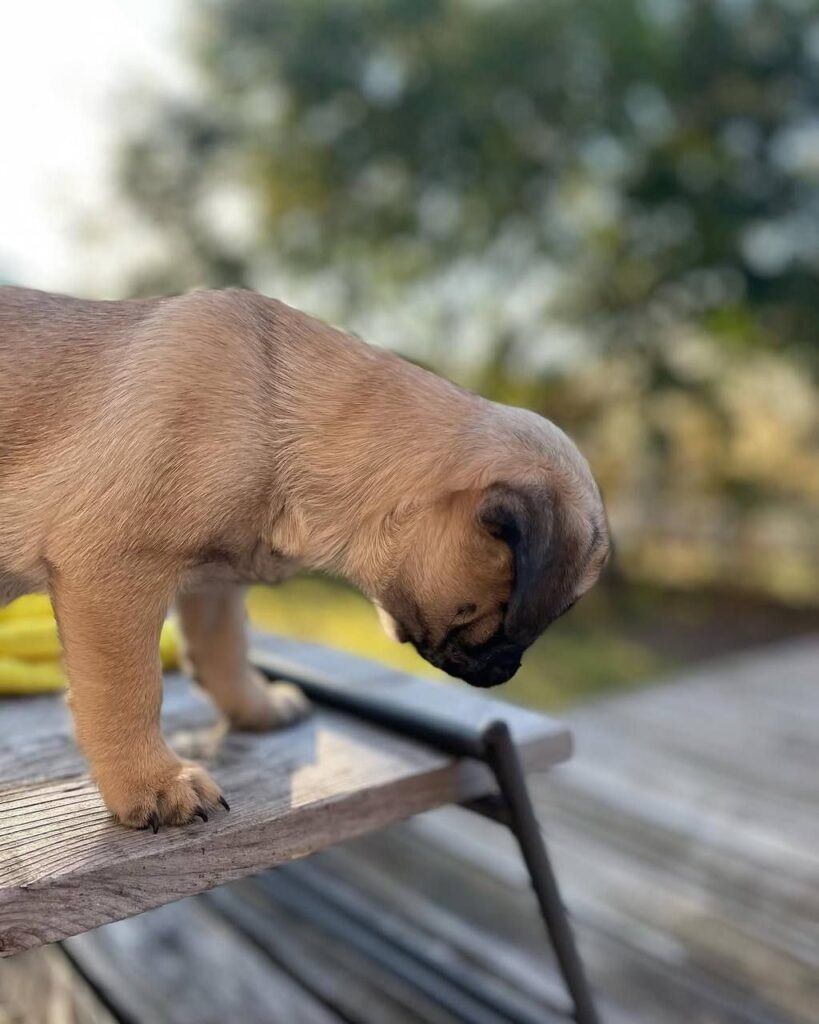 Mochi, a fawn Pug puppy available for adoption