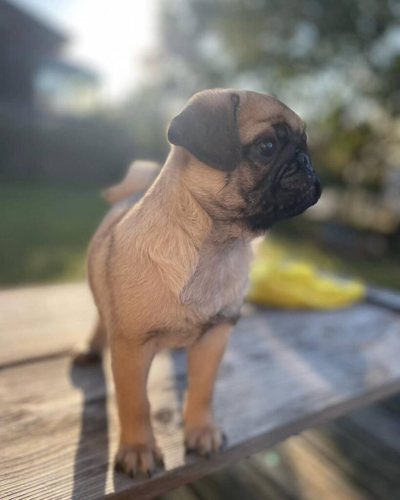 Mochi, a fawn Pug puppy available for adoption