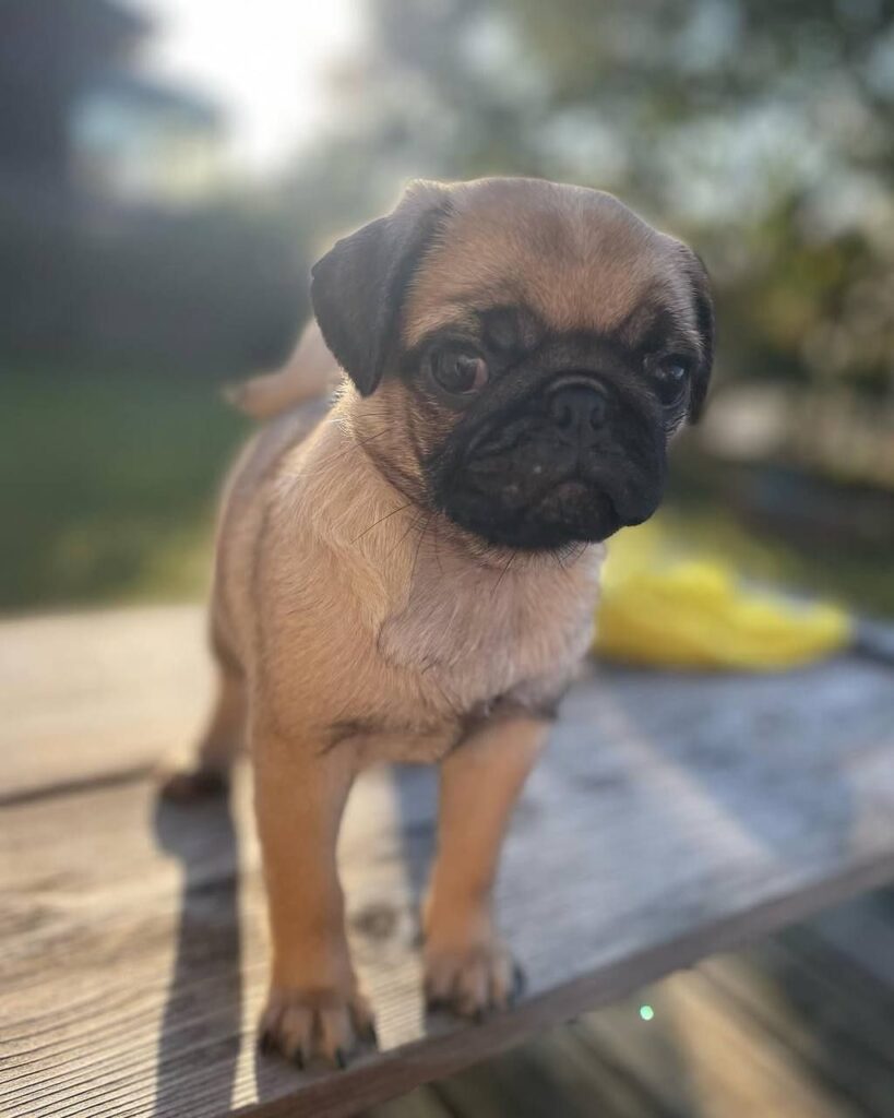 Mochi, a fawn Pug puppy available for adoption