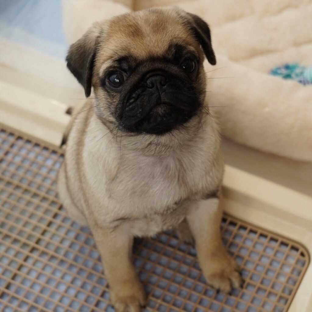 Mochi, a fawn Pug puppy available for adoption