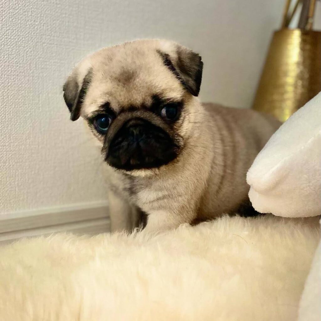Muffin, a apricot fawn Pug puppy available for adoption