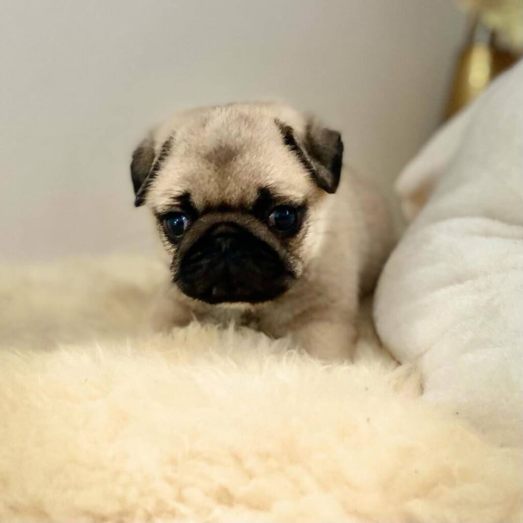 Muffin, a apricot fawn Pug puppy available for adoption