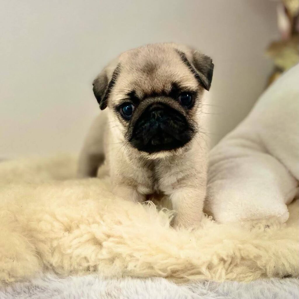 Muffin, a apricot fawn Pug puppy available for adoption