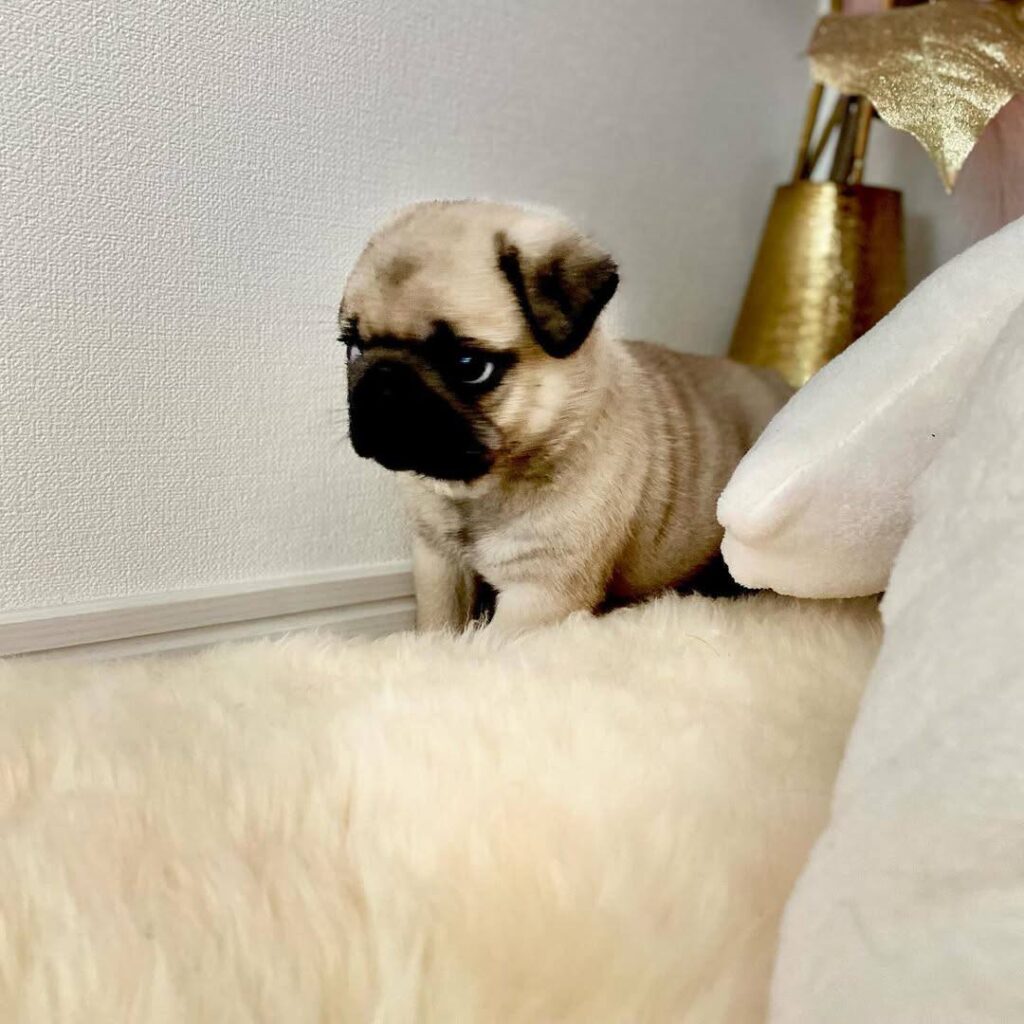 Muffin, a apricot fawn Pug puppy available for adoption