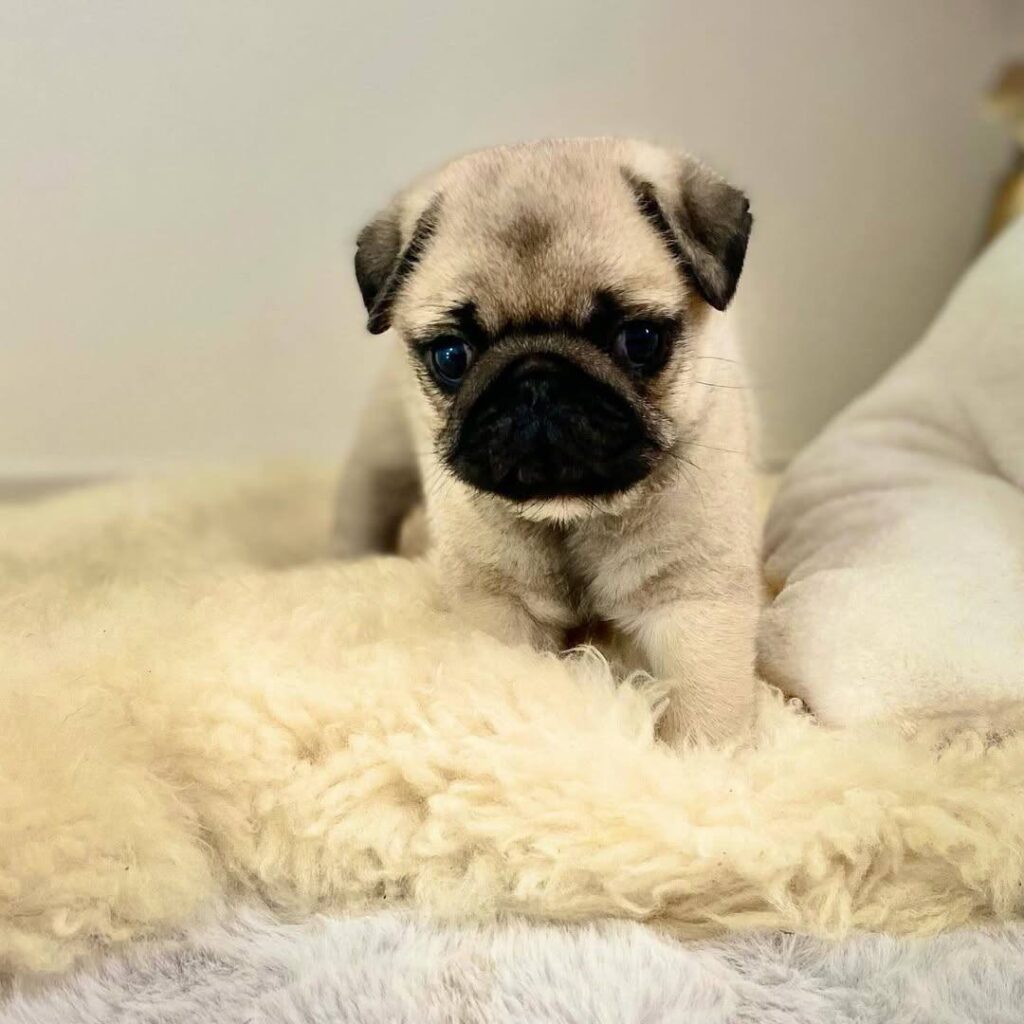 Muffin, a apricot fawn Pug puppy available for adoption