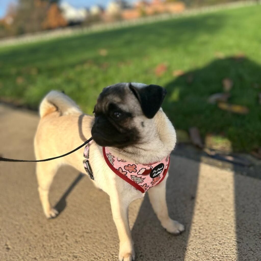 Nutmeg, one of our adult Pugs at Pug Forever Home