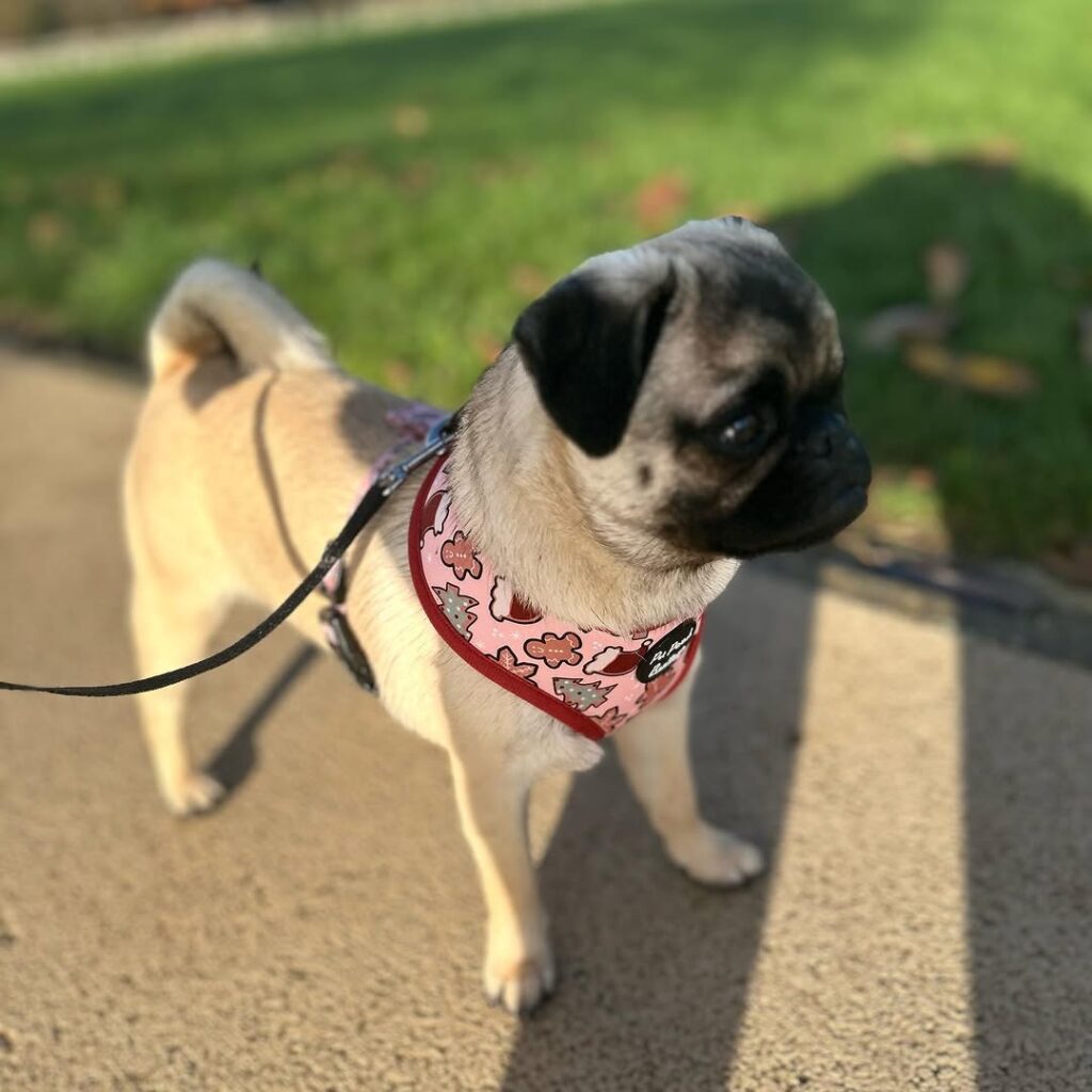 Nutmeg, one of our adult Pugs at Pug Forever Home