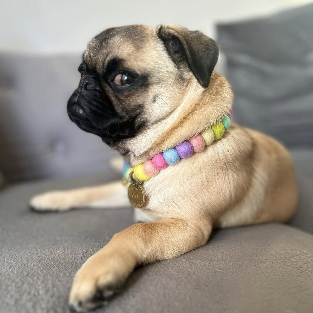 Nutmeg, one of our adult Pugs at Pug Forever Home