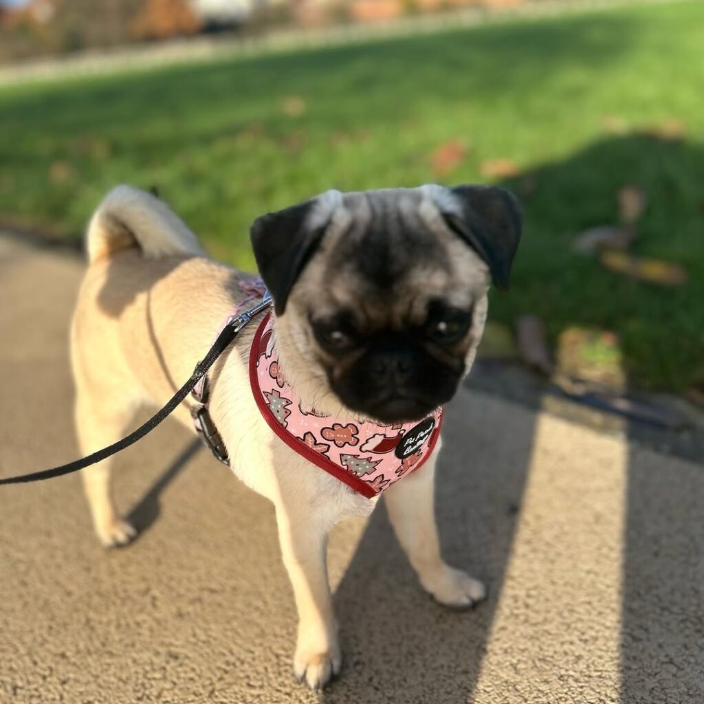 Nutmeg, one of our adult Pugs at Pug Forever Home