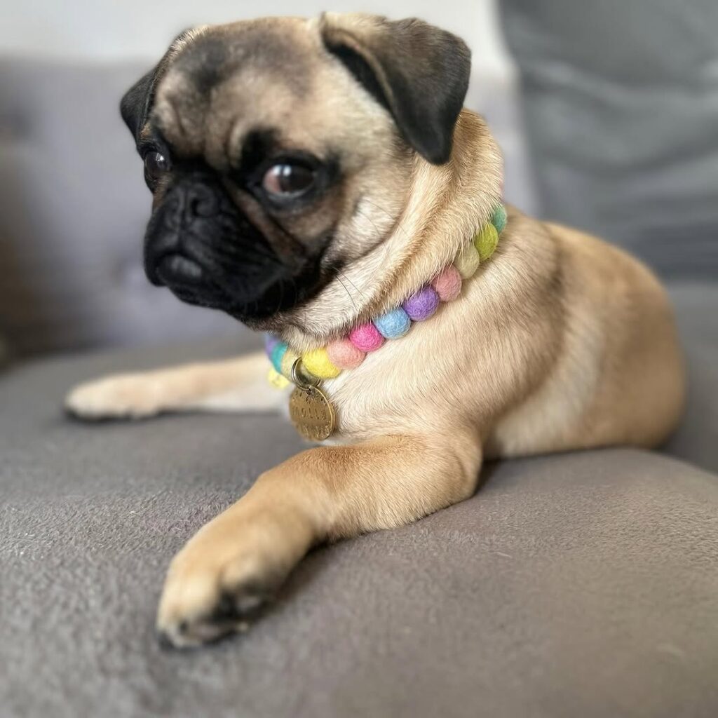 Nutmeg, one of our adult Pugs at Pug Forever Home