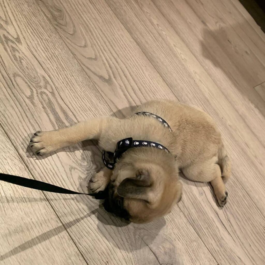 Olive, a fawn Pug puppy available for adoption