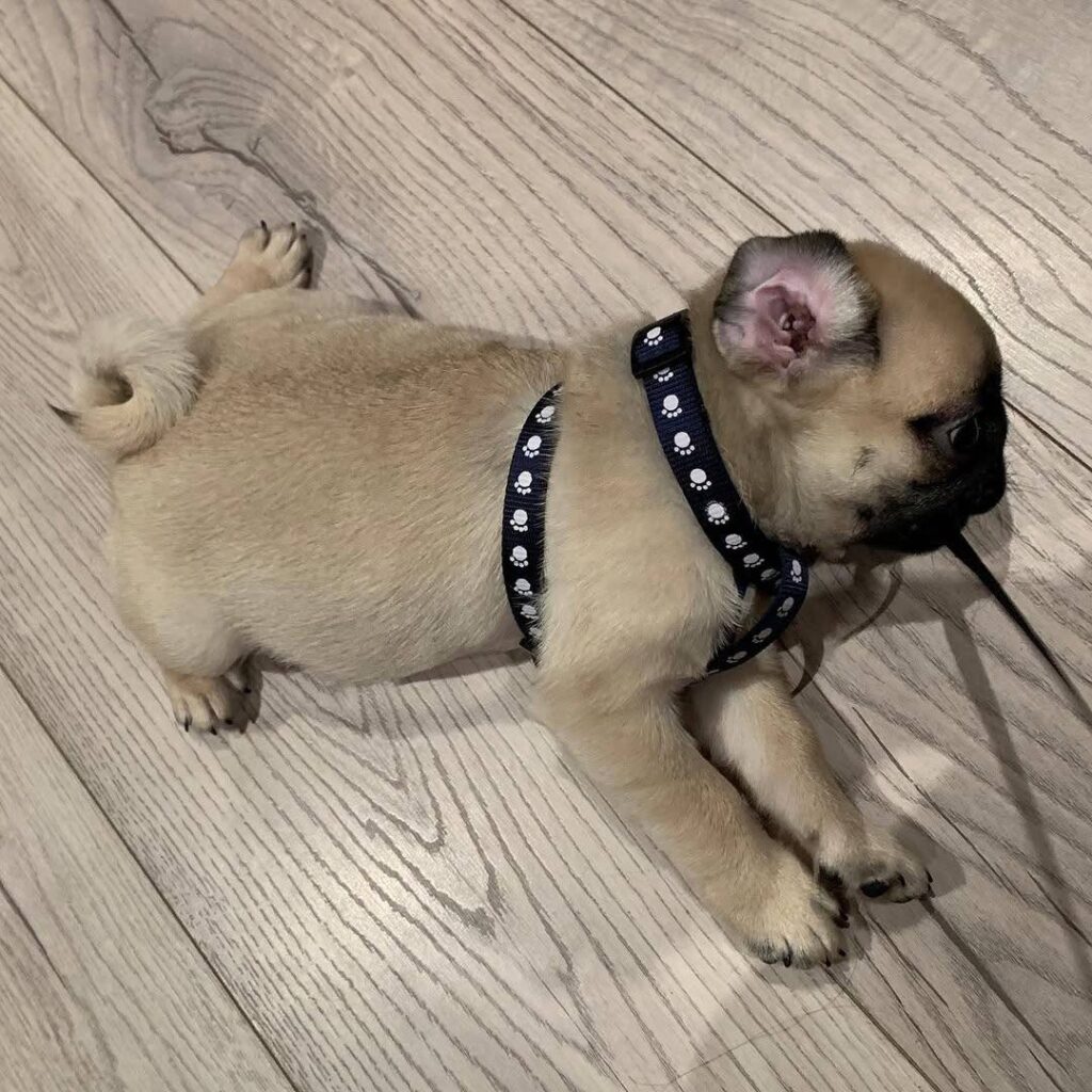 Olive, a fawn Pug puppy available for adoption
